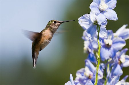flight feather - beautiful humming bird feeding on blue delphinium flowers Stock Photo - Budget Royalty-Free & Subscription, Code: 400-06949686
