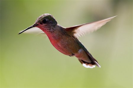 humming bird in flight over a green background with blurry wings Stockbilder - Microstock & Abonnement, Bildnummer: 400-06949687
