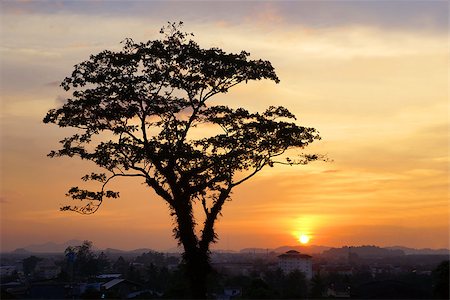 Tree silhouette on sunset Fotografie stock - Microstock e Abbonamento, Codice: 400-06949734