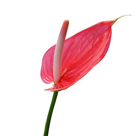 Flamingo Flower isolated on white background Fotografie stock - Microstock e Abbonamento, Codice: 400-06949747