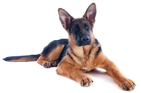 simsearch:400-06949768,k - portrait of a  puppy purebred german shepherd in front of white background Photographie de stock - Aubaine LD & Abonnement, Code: 400-06949759