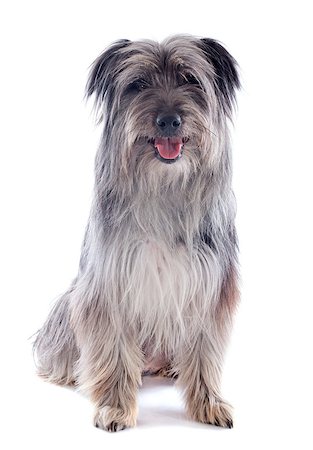 sheep dog portraits - portrait of a pyrenean sheepdog in front of a white background Stock Photo - Budget Royalty-Free & Subscription, Code: 400-06949766