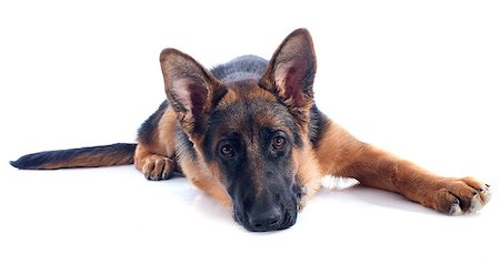 portrait of a  puppy purebred german shepherd in front of white background Stock Photo - Budget Royalty-Free & Subscription, Code: 400-06949760