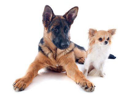 simsearch:400-07296493,k - portrait of a  puppy purebred german shepherd and chihuahua in front of white background Photographie de stock - Aubaine LD & Abonnement, Code: 400-06949761