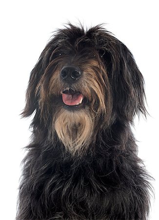 simsearch:400-06949768,k - portrait of a pyrenean sheepdog in front of a white background Photographie de stock - Aubaine LD & Abonnement, Code: 400-06949775