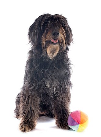 sheep dog portraits - portrait of a pyrenean sheepdog in front of a white background Stock Photo - Budget Royalty-Free & Subscription, Code: 400-06949776