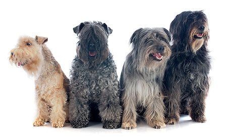 simsearch:400-06949768,k - portrait of a pyrenean sheepdog, kerry blue terrier and lakeland terrier in front of a white background Photographie de stock - Aubaine LD & Abonnement, Code: 400-06949777