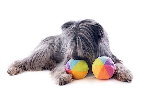 simsearch:400-07123630,k - portrait of a pyrenean sheepdog and toys in front of a white background Stockbilder - Microstock & Abonnement, Bildnummer: 400-06949770