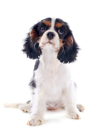 simsearch:400-06874938,k - young tricolor cavalier king charles in front of white background Stock Photo - Budget Royalty-Free & Subscription, Code: 400-06949787