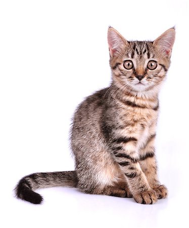 simsearch:400-06568725,k - Little striped  kitten looking at camera. Studio shot. Photographie de stock - Aubaine LD & Abonnement, Code: 400-06949789