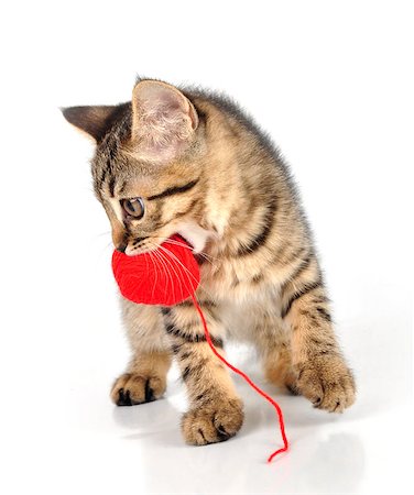 simsearch:400-07040705,k - Cute little 3 months old kitten carrying a wool ball. Studio shot. Photographie de stock - Aubaine LD & Abonnement, Code: 400-06949791