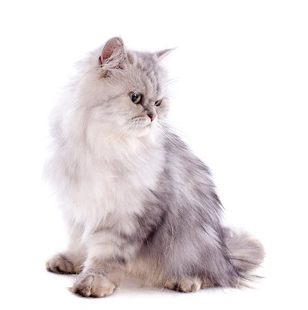 simsearch:400-08551098,k - persian cat in front of a white background Stock Photo - Budget Royalty-Free & Subscription, Code: 400-06949814