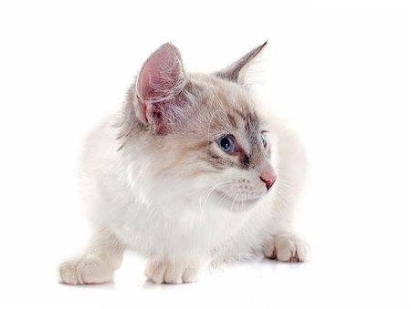 simsearch:400-07895781,k - birman kitten in front of white background Photographie de stock - Aubaine LD & Abonnement, Code: 400-06949813