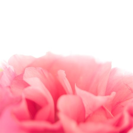 Beautiful Pink Eustoma Flower on the White Background Foto de stock - Royalty-Free Super Valor e Assinatura, Número: 400-06949906