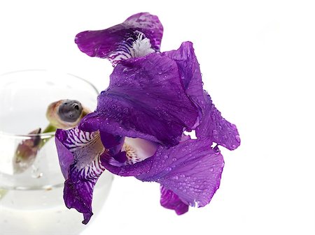 Violet flower. Iris flower in a glass. Violet iris. Flower in a glass. Flower in dew drops. Fotografie stock - Microstock e Abbonamento, Codice: 400-06949955