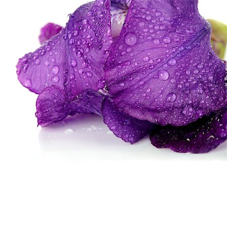 Violet flower. Iris flower. Violet iris. Petals of a violet flower of an iris. Flower in dew drops. Flower petals in dew drops Stockbilder - Microstock & Abonnement, Bildnummer: 400-06949953