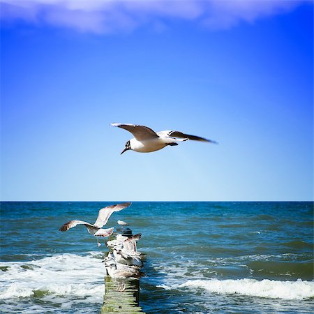 simsearch:400-04948407,k - Seagulls on shore of the Sea Foto de stock - Super Valor sin royalties y Suscripción, Código: 400-06954548