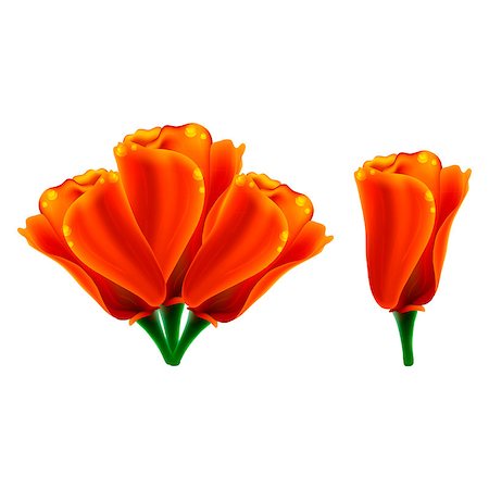 ekaterina88 (artist) - Orange half-open button poppy vector and a bunch of those buds on a white background Foto de stock - Royalty-Free Super Valor e Assinatura, Número: 400-06954606