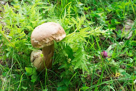 simsearch:400-07244181,k - Boletus mushroom in the forest. Green plants Foto de stock - Super Valor sin royalties y Suscripción, Código: 400-06950069