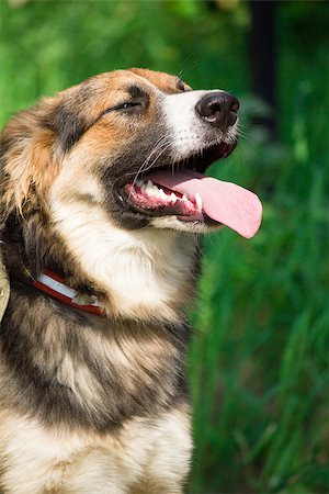 fun park mouth - Funny dog staying on the grass Stock Photo - Budget Royalty-Free & Subscription, Code: 400-06950330