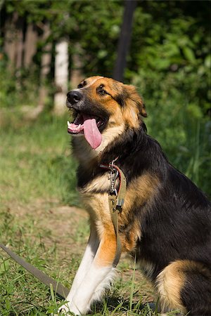 fun park mouth - Funny dog staying on the grass Stock Photo - Budget Royalty-Free & Subscription, Code: 400-06950331