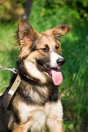 fun park mouth - Funny dog staying on the grass Stock Photo - Budget Royalty-Free & Subscription, Code: 400-06950332