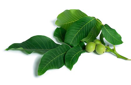 simsearch:400-07289954,k - Green walnuts and leaves. Studio shot Stock Photo - Budget Royalty-Free & Subscription, Code: 400-06950377