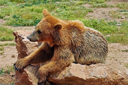 simsearch:400-05306351,k - Brown bear resting on rocks. Wild animal in natural environment. Stock Photo - Budget Royalty-Free & Subscription, Code: 400-06950419