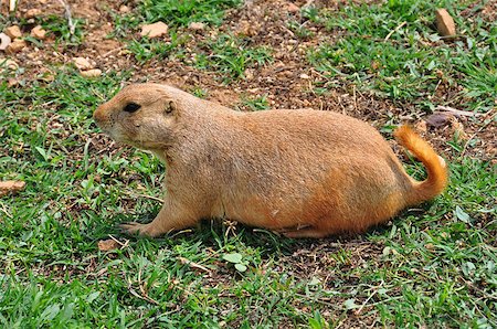simsearch:400-04695630,k - Prairie dog rodent on grass. Animal in natural environment. Foto de stock - Super Valor sin royalties y Suscripción, Código: 400-06950422
