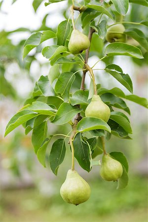 simsearch:400-07513164,k - growing pears on the tree, organic food Stockbilder - Microstock & Abonnement, Bildnummer: 400-06950435