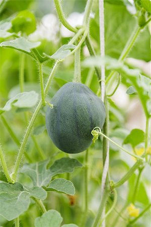 simsearch:689-03129856,k - small watermelon hanging on plant, organic food Photographie de stock - Aubaine LD & Abonnement, Code: 400-06950431