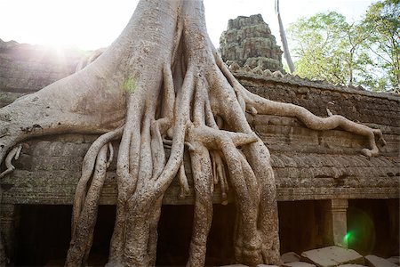 simsearch:400-07525475,k - Ta Prohm Temple consumed by the jungle in Angkor, Cambodia Stock Photo - Budget Royalty-Free & Subscription, Code: 400-06950569
