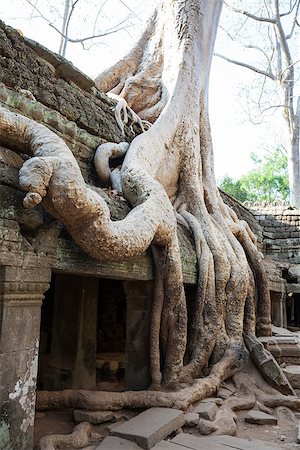 simsearch:400-07299022,k - Ta Prohm Temple consumed by the jungle in Angkor, Cambodia Fotografie stock - Microstock e Abbonamento, Codice: 400-06950570