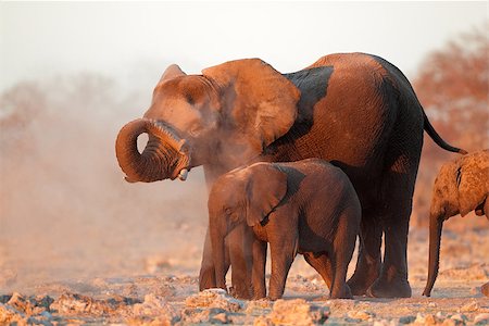 etosha national park - African elephants (Loxodonta africana) covered in dust, Etosha National Park, Namibia Photographie de stock - Aubaine LD & Abonnement, Code: 400-06950764