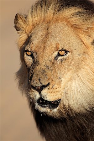 panthera - Portrait of a big male African lion (Panthera leo), South Africa Stock Photo - Budget Royalty-Free & Subscription, Code: 400-06950765