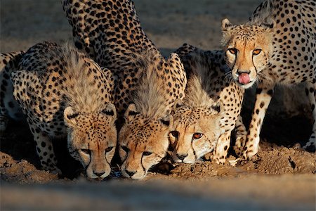 Alert cheetahs (Acinonyx jubatus) drinking water, Kalahari desert, South Africa Stock Photo - Budget Royalty-Free & Subscription, Code: 400-06950769