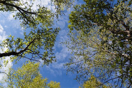 pzromashka (artist) - The sky with clouds through the green foliage of trees Stock Photo - Budget Royalty-Free & Subscription, Code: 400-06950792