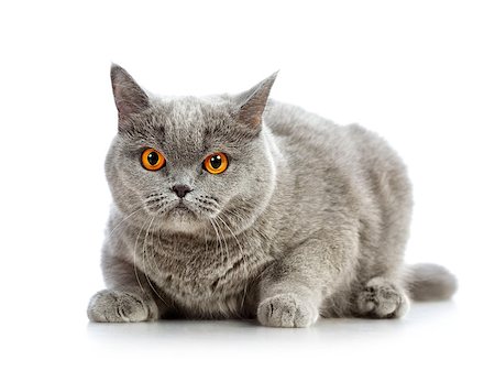 simsearch:400-08258693,k - blue british shorthair cat, isolated on white Stock Photo - Budget Royalty-Free & Subscription, Code: 400-06950834