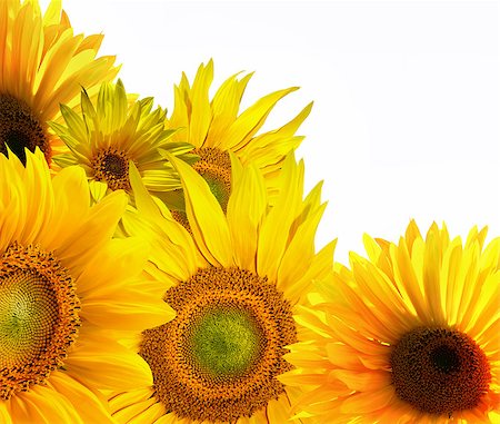 simsearch:400-06950874,k - Yellow sunflower on white background Photographie de stock - Aubaine LD & Abonnement, Code: 400-06950874