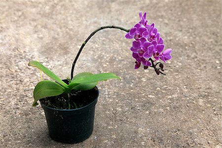 petal on stone - Pink orchids in an outdoor setting. Stock Photo - Budget Royalty-Free & Subscription, Code: 400-06951214