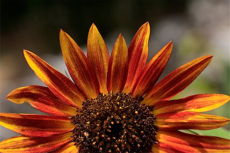 simsearch:400-04424294,k - Detailed closeup photo of sunflower in garden Stock Photo - Budget Royalty-Free & Subscription, Code: 400-06951213