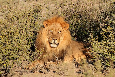 panthera - Big male African lion (Panthera leo), South Africa Stock Photo - Budget Royalty-Free & Subscription, Code: 400-06951322