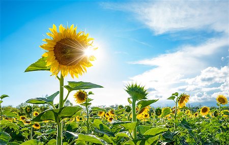 Bright Sun Shines Through the Petals of Beautiful Sunflower Against a Blue Sky in the Field Fotografie stock - Microstock e Abbonamento, Codice: 400-06951398