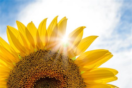 Bright Sun Shines Through the Petals of Beautiful Sunflower Against a Blue Sky Fotografie stock - Microstock e Abbonamento, Codice: 400-06951407