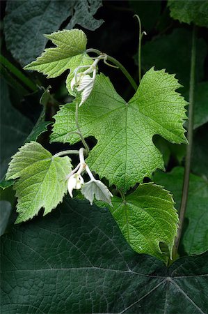 bright young shoots of grapes on old leaves Foto de stock - Super Valor sin royalties y Suscripción, Código: 400-06951573