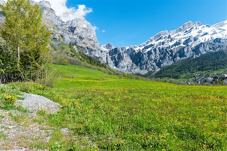 Field with dandelions on a background of the Bernese Alps Stock Photo - Budget Royalty-Free & Subscription, Code: 400-06952185