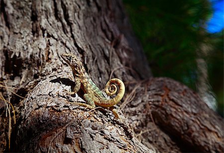 spiral tails of animals - Small curly-tailed lizard basking in the sun Photographie de stock - Aubaine LD & Abonnement, Code: 400-06952188