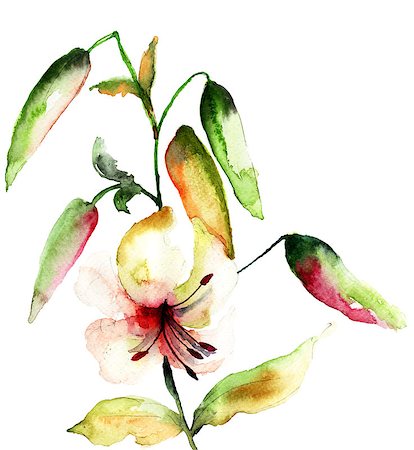 Lily flowers, watercolor illustration Stock Photo - Budget Royalty-Free & Subscription, Code: 400-06952211