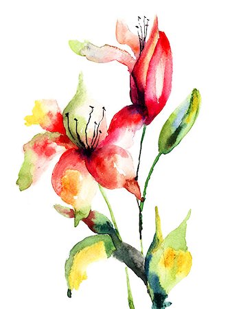 simsearch:400-06202782,k - Original Lily flower, watercolor illustration Stock Photo - Budget Royalty-Free & Subscription, Code: 400-06952212