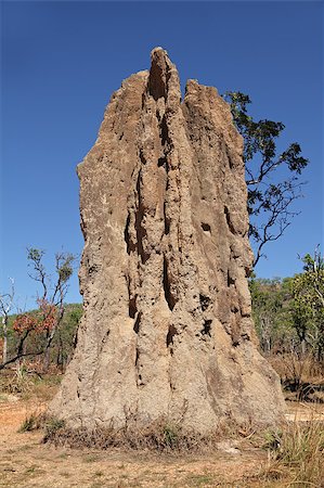parc national de kakadu - Massive cathedral termite mound, Kakadu National Park, Northern Territory, Australia Photographie de stock - Aubaine LD & Abonnement, Code: 400-06952308